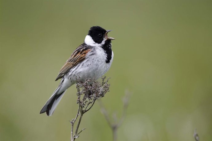 Archivo - SEO/BirdLife pide a la Xunta que no autorice un parque eólico en la Costa da Morte que amenaza la biodiversidad