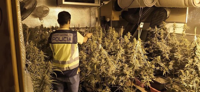 La Policía Nacional desmantela una plantación de marihuana y detiene a dos personas