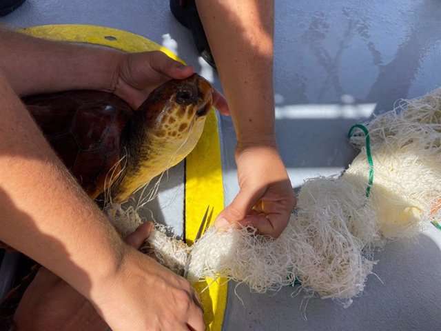 Archivo - Tortuga atrapada en una red de pesca