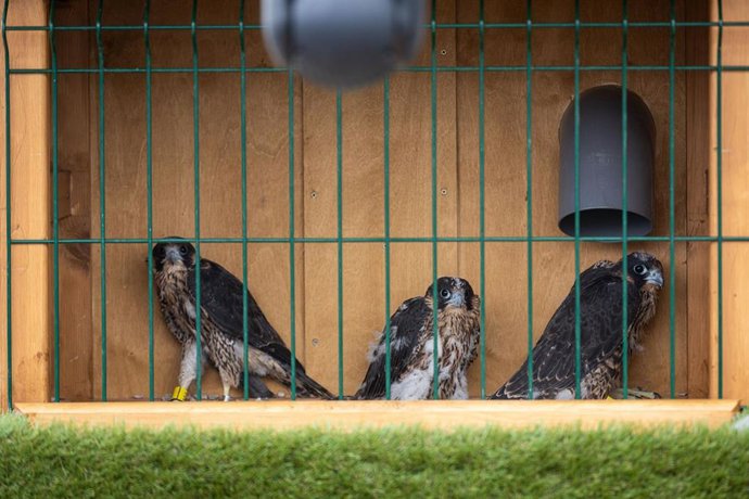 Tres polluelos de halcón peregrino, nuevos "inquilinos" de la azotea de Etopia
