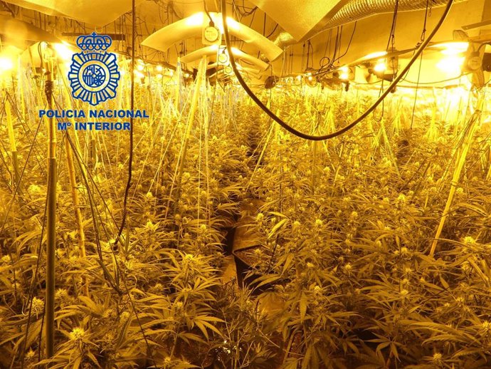 Plantación de marihuana en una imagen de archivo