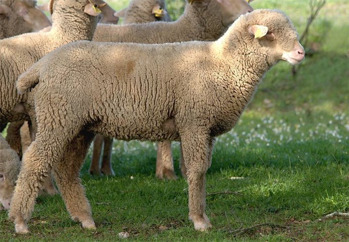 Borrega merino precoz