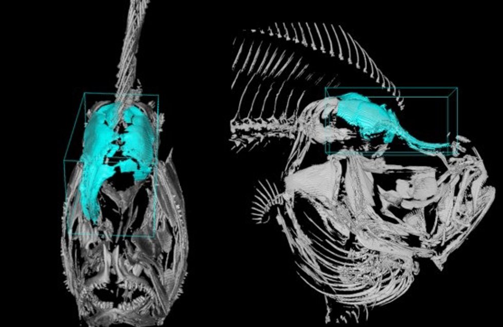 Imagen 3D de un rodaballo realizada mediante microscopía de lámina de luz.