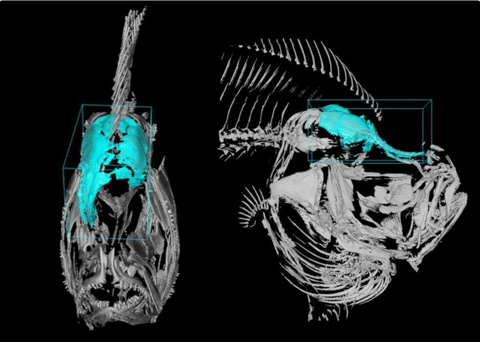 Una investigación muestra cómo se organiza el ADN del rodaballo para darle su forma aplanada