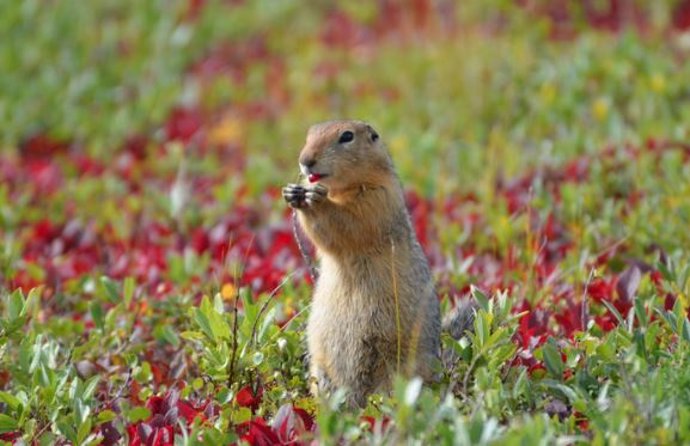 Una ardilla de tierra ártica juvenil forrajeando cerca de la estación de campo Toolik en el norte de Alaska.