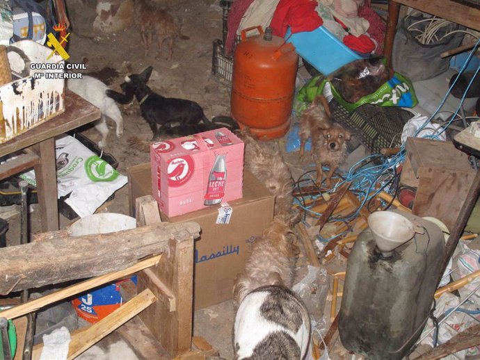 Archivo - El Seprona interviene en una vivienda de La Rioja 14 perros en situación de abandono