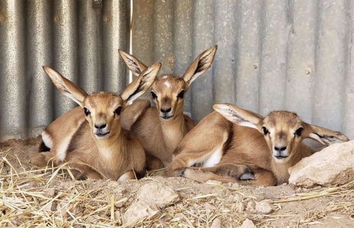 Chotos trillizos de gacela de Cuvier nacidos en la Finca Experimental de La Hoya (EEZA) en Almería.