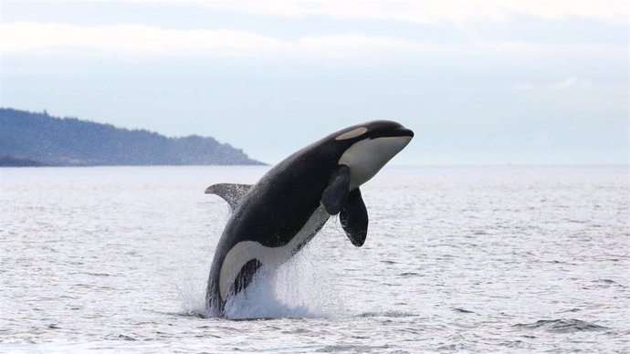 Una orca en una imagen de archivo