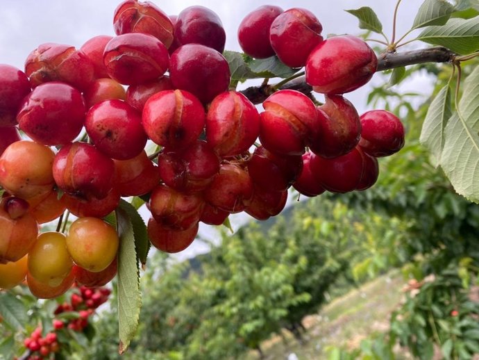Daños provocados por las lluvias en las cerezas.