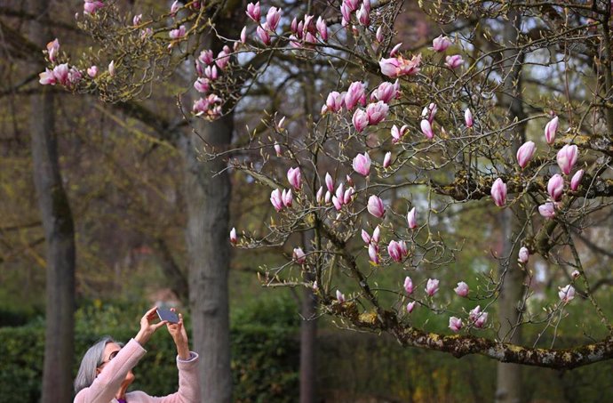 Archivo - 11 April 2021, Bavaria, Wuerzburg: A woman photographs magnolias in bloom in the courtyard garden of the Residenz. Photo: Karl-Josef Hildenbrand/dpa