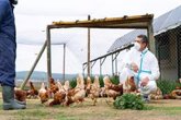 Foto: La OMS considera que la transmisión entre humanos del brote de gripe aviar detectado en Reino Unido es "baja"