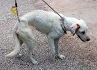 La Guardia Civil investiga a los propietarios de un perro por maltrato animal en Alguazas (Murcia)
