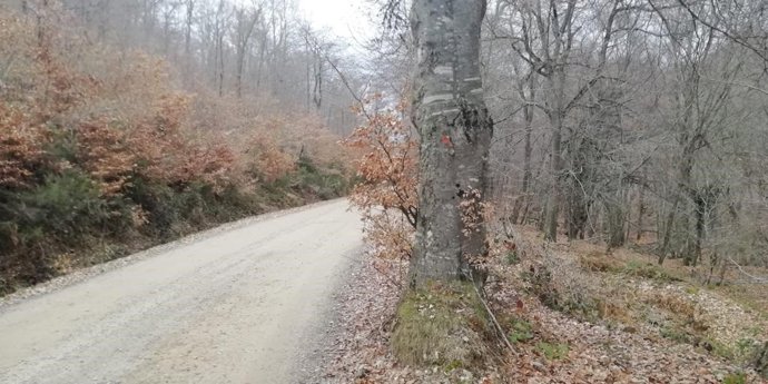 Archivo - Ecologistas en Acción de La Rioja exige la protección del arbolado en la Sierra La Hez.