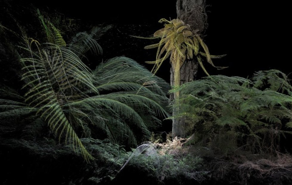 Las exposiciones de Fundación Enaire inauguran un año más el Festival PHotoESPAÑA en el Real Jardín Botánico.