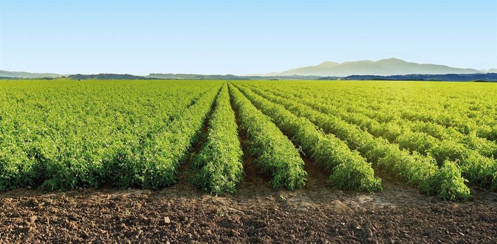 Campo de tomates.