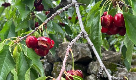 Comunicados Sociedad