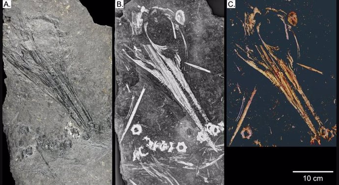 Tres vistas de un ictiosaurio de 240 millones de años encontrado en Svalbard, que incluyen, desde la izquierda, una fotografía, una radiografía y una tomografía computarizada.