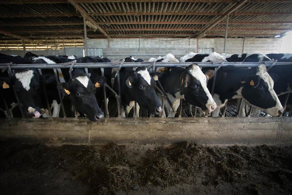 Archivo - Varias vacas durante el ordeño en la ganadería Bértolos e Serranos de Lugo. 