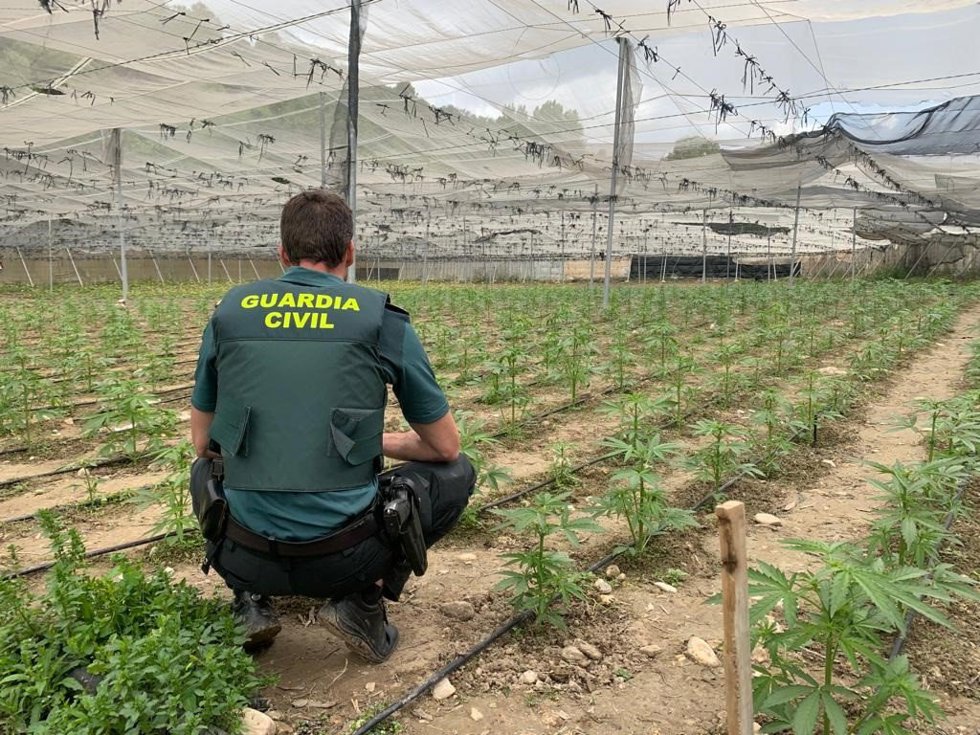 Plantas de marihuana en un invernadero.