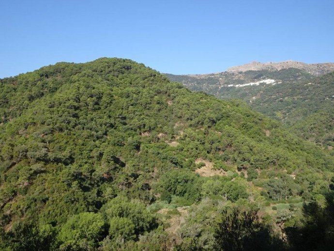 Monte. Imagen de archivo.