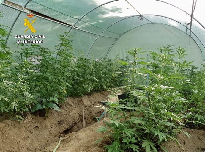 Imagen de archivo de un cultivo de plantas de marihuana