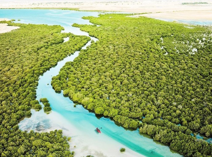 Archivo - Verde manglar en Purple Island (Catar)