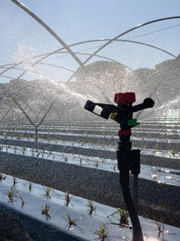 Archivo - Plantación de fresa de Huelva en una imagen de archivo.