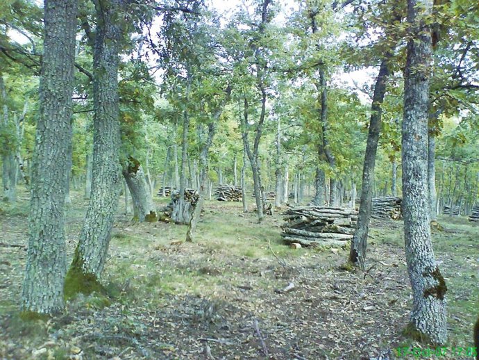 Archivo - Abierta convocatoria para las ayudas del mantenimientos de bosques