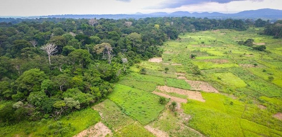 Archivo - Selva abierta por la agricultura