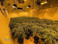 Dos detenidos y un investigado con un cultivo de 200 plantas de marihuana en una vivienda de Abla (Almería)