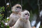 Foto: El ADN de primates revela claves para la evolución de los humanos