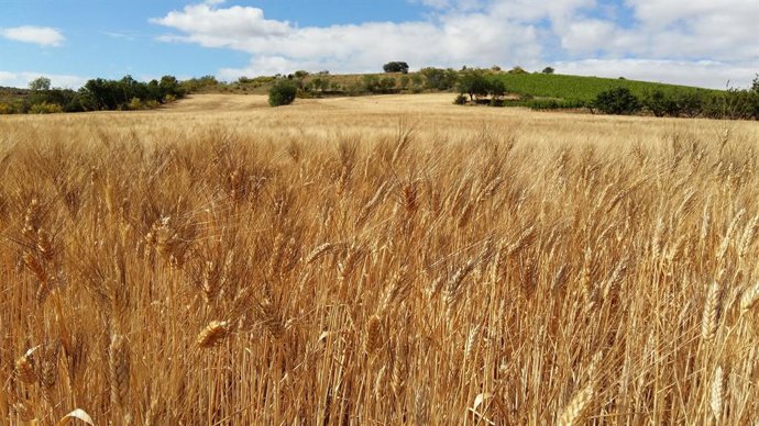 Archivo - Campo de trigo.