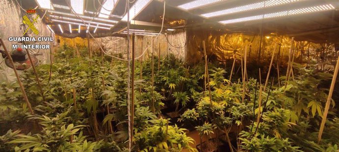 La Guardia Civil desmantela dos plantaciones de marihuana "indoor" en Torrejón del Rey y en Uceda