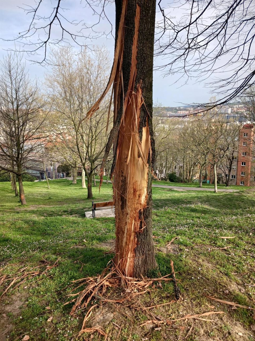 Uno de los árboles destrozados en el Parque Urkullu de Rontegi