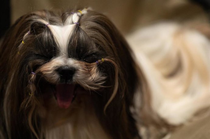 Archivo - Imagen de un perro bichón maltés