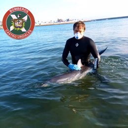 Rescate de un delfín varado.
