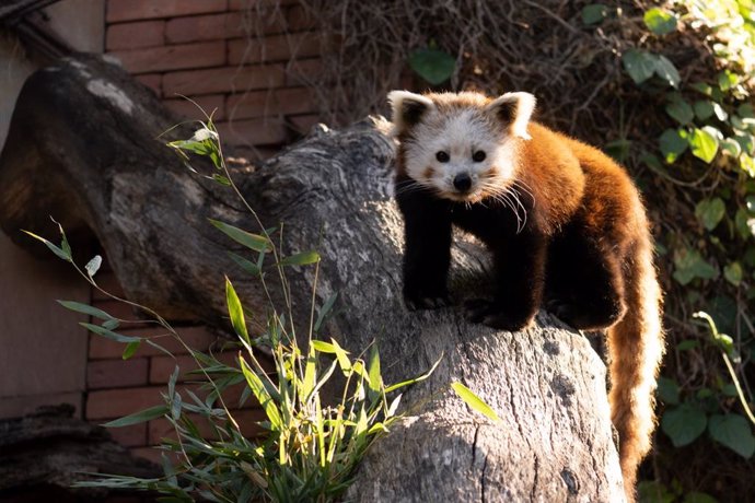 Panda rojo