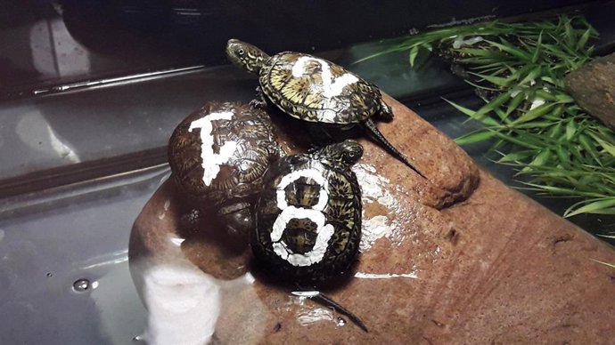 Liberación en Zaragoza de galápagos europeos procedentes de cría en cautividad.