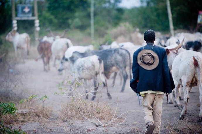 Archivo - Foto de archivo de un pastor y su ganado en Ghana