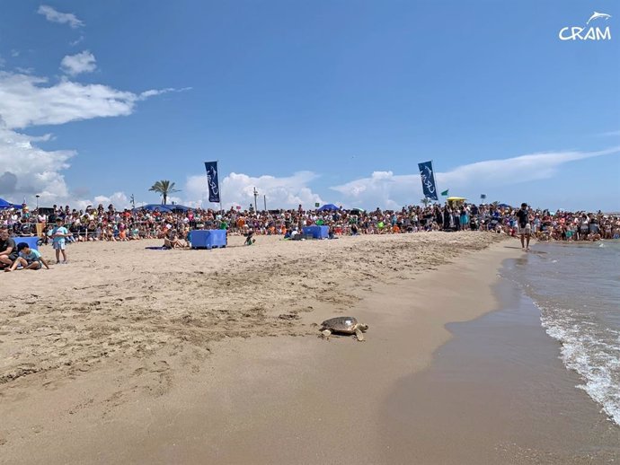 La Fundació Cram allibera quatre tortugues marines a la platja del Prat de Llobregat (Barcelona)
