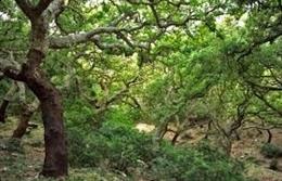 Archivo - Parque Natural de Los Alcornocales. Imagen de archivo.