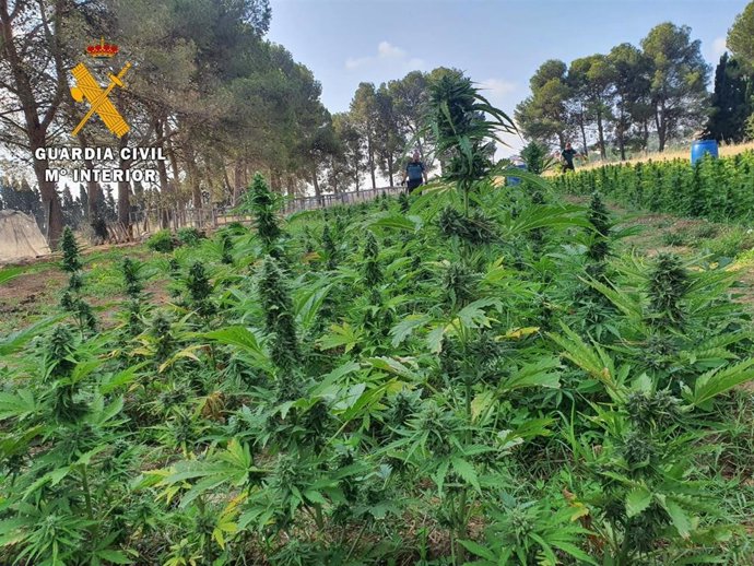 Plantación de marihuana con 5.350 plantas en una parcela ubicada anexa a un antiguo camping en Figueres (Girona)