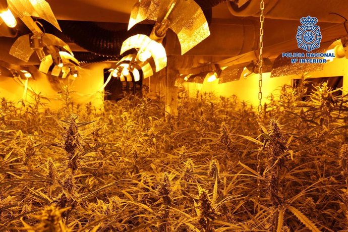 Plantación de marihuana descubierta en el Polígono de Toledo capaz de producir más de dos toneladas de droga al año.