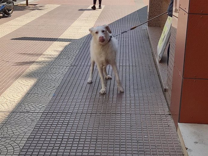 Un perro pasea por las calles de Logroño