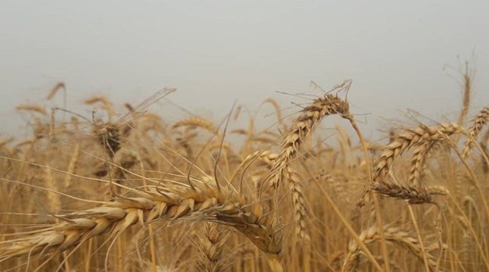 Archivo - Campo de trigo.