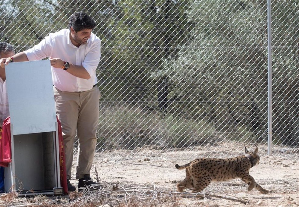 El presidente de la Comunidad en funciones, Fernando López Miras, durante la suelta en una zona cercada de cuatro nuevos ejemplares de lince ibérico en la Región de Murcia.