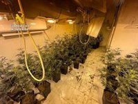 Intervienen más de 3.800 plantas de cannabis en seis operaciones con 30 investigados en Granada