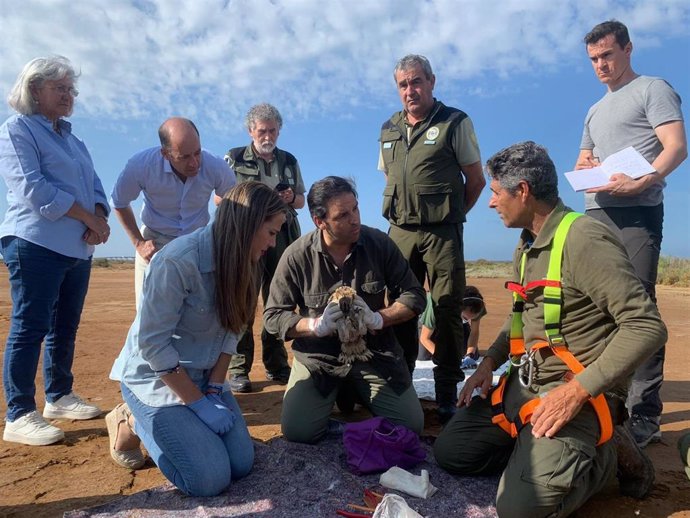 Imagen del anillamiento de un ejemplar de águila pescadora.