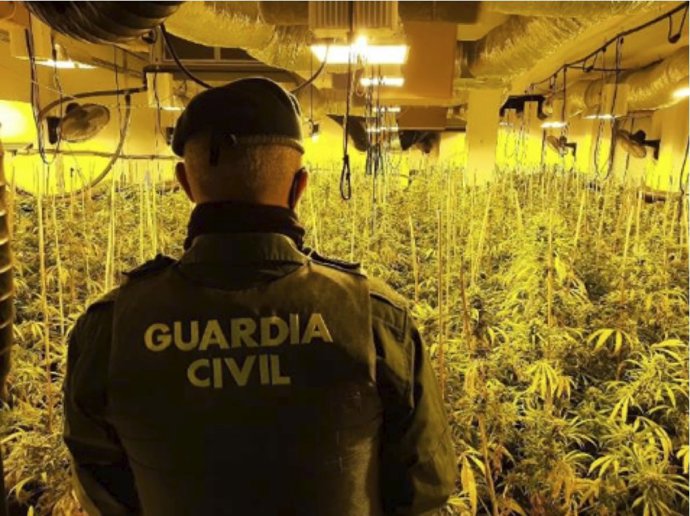 Archivo - Agente de la Guardia Civil ante una plantación de marihuana, en imagen de archivo