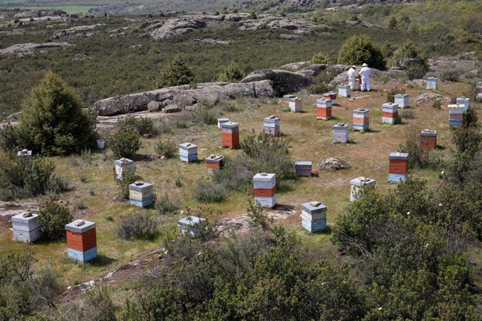 Archivo - Colmenas